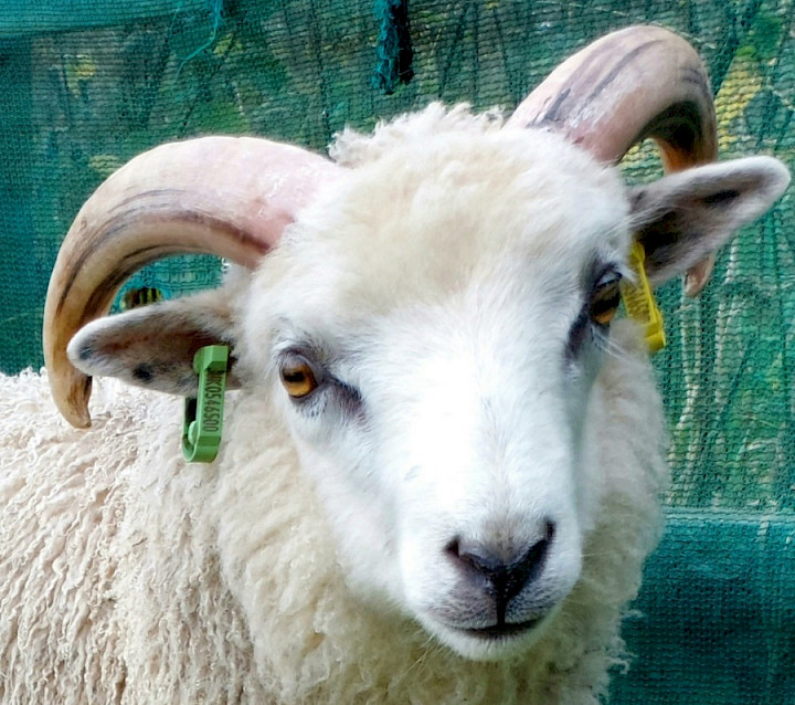 Agricultural Law